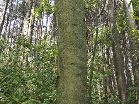 木形|樹種の特徴・特性（樹木の写真） 